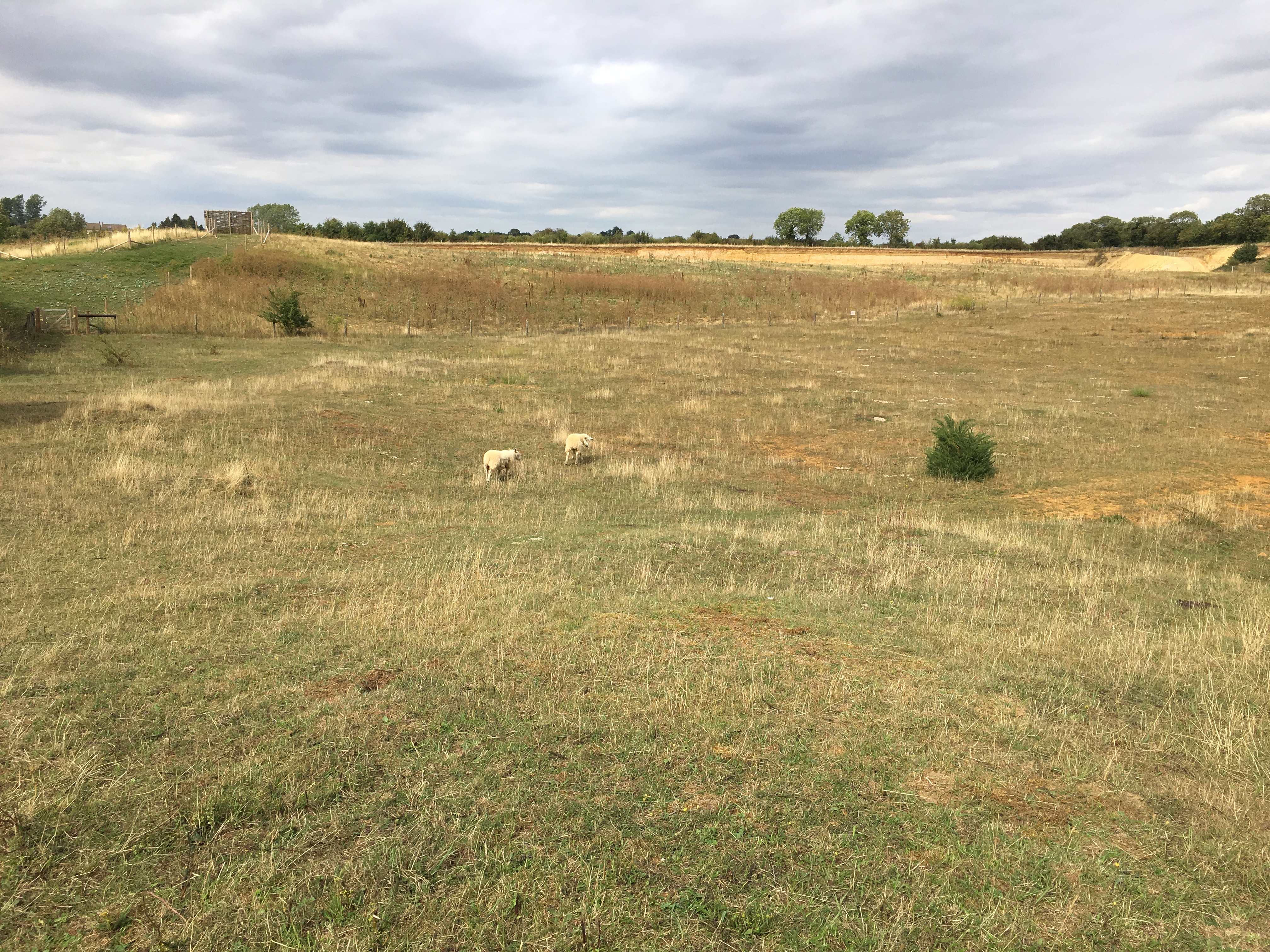 Duns Tew West Quarry Restoration - Field